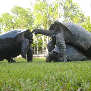 ALDABRA BREEDER