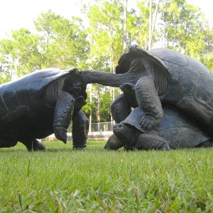 ALDABRA BREEDER