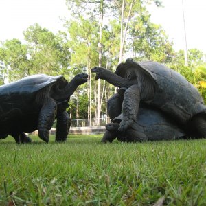 ALDABRA BREEDER