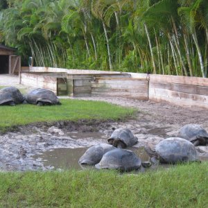 ALDABRA BREEDER