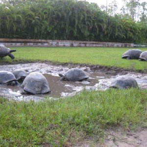 ALDABRA BREEDER