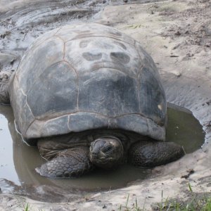 ALDABRA BREEDER