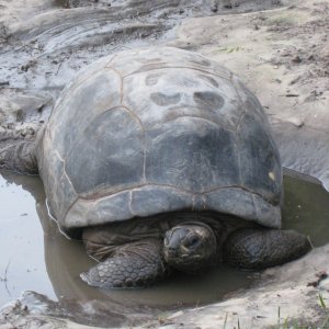 ALDABRA BREEDER