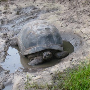 ALDABRA BREEDER