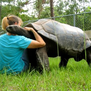 ALDABRA BREEDER