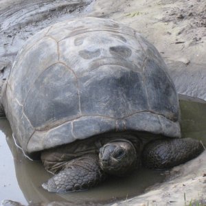 ALDABRA BREEDER