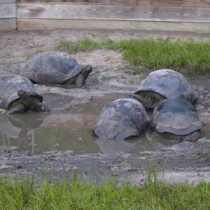 ALDABRA BREEDER