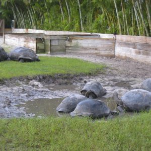 ALDABRA BREEDER
