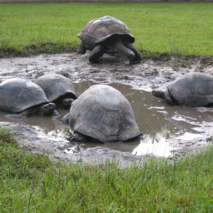 ALDABRA BREEDER