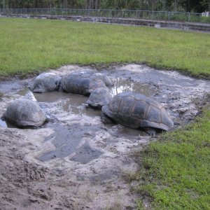 ALDABRA BREEDER
