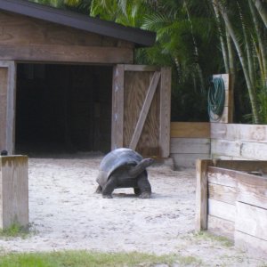 ALDABRA BREEDER