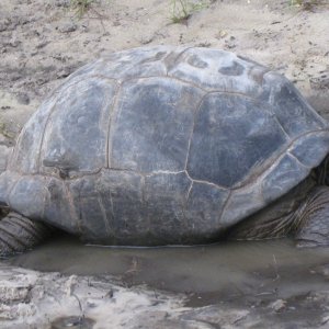 ALDABRA BREEDER