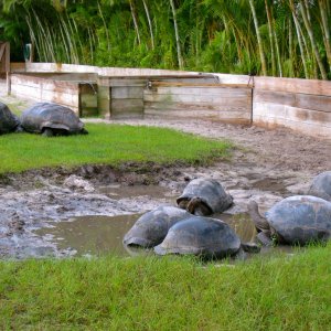 ALDABRA BREEDER
