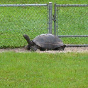 ALDABRA BREEDER