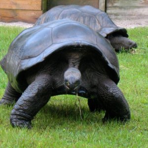 ALDABRA BREEDER