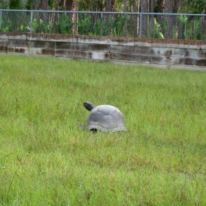 ALDABRA BREEDER
