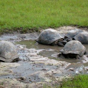 ALDABRA BREEDER