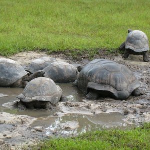 ALDABRA BREEDER
