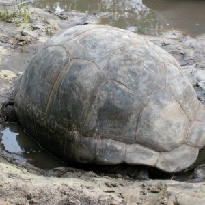 ALDABRA BREEDER
