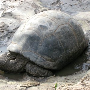 ALDABRA BREEDER