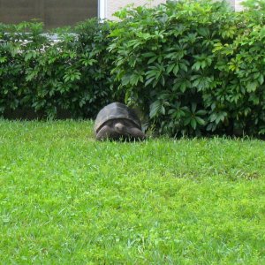 ALDABRA BREEDER