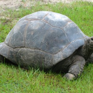 ALDABRA BREEDER
