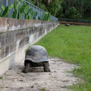 ALDABRA BREEDER