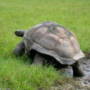 ALDABRA BREEDER