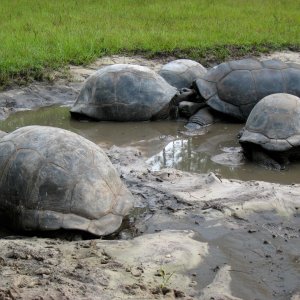 ALDABRA BREEDER