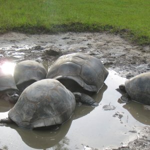 ALDABRA BREEDER