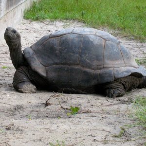 ALDABRA BREEDER