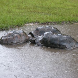 ALDABRA BREEDER