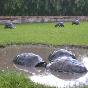ALDABRA BREEDER