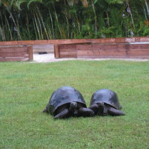 ALDABRA BREEDER