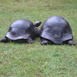 ALDABRA BREEDER