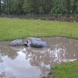 ALDABRA BREEDER