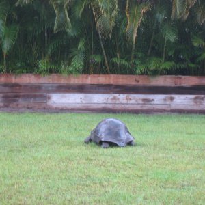 ALDABRA BREEDER