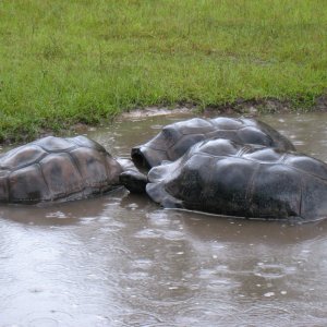 ALDABRA BREEDER