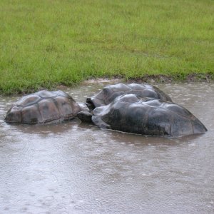 ALDABRA BREEDER