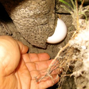 ALDABRA BREEDER