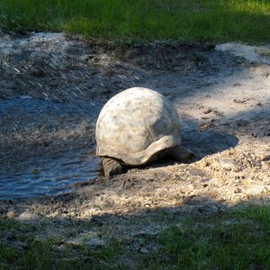 ALDABRA BREEDER