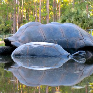 ALDABRA BREEDER