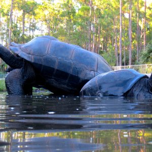 ALDABRA BREEDER