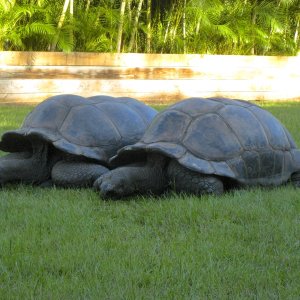 ALDABRA BREEDER