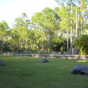 ALDABRA BREEDER