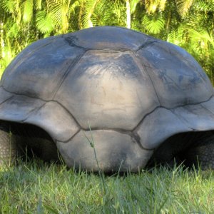 ALDABRA BREEDER