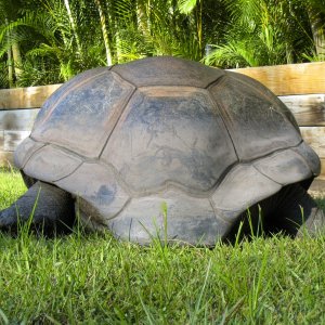 ALDABRA BREEDER