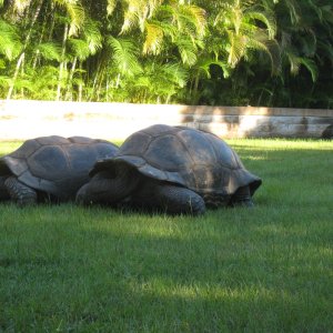 ALDABRA BREEDER