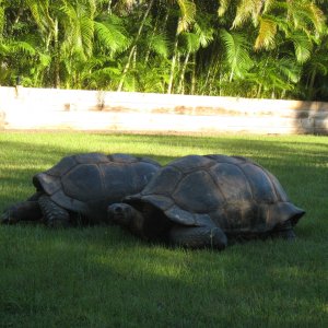 ALDABRA BREEDER