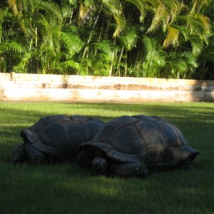 ALDABRA BREEDER